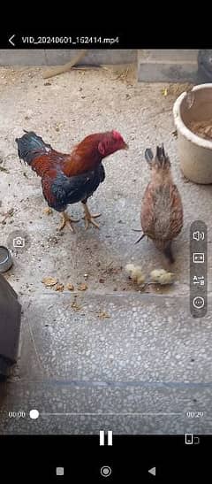 Aseel murgi Murga with 2 chicks