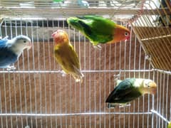 Violet Parable euwing /ino/opaline, Green opaline, blue fisher