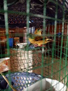 Bangelese Finch 2 Pairs For Sale