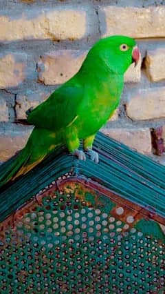 green talking parrot