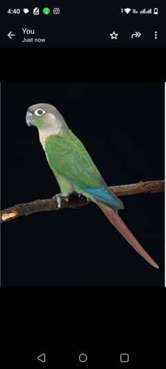 Green cheek conure male with dna