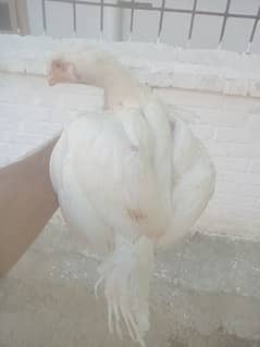 Heera aseel chicks for sale