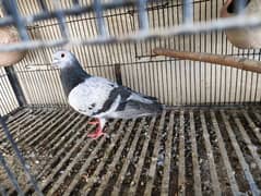 Diliwar pigeon