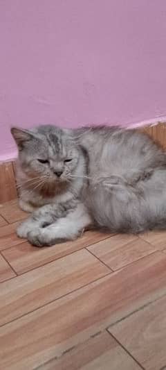 Gray Persian Cute Cat