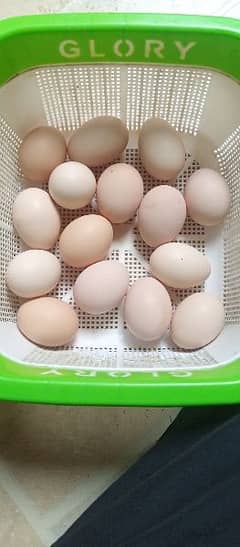 fertile eggs