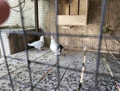 Diliwar pigeon, Sentient, Irani