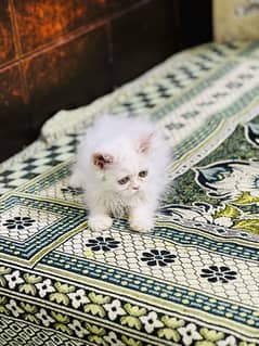 Persian female kitten punch face for sale(03035935312)