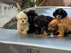 Shitzu Puppies for sale