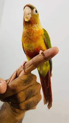 pineapple conure very play full bird and hand tamed