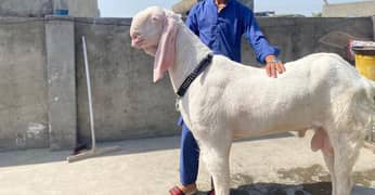 Gulabi Goat Bakra for sale