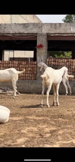 rajanpuri goats available for sale