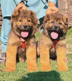 Kurdish Kangal security Dog 2 month pair for sale