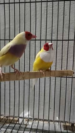 gouldian finch pair for sale