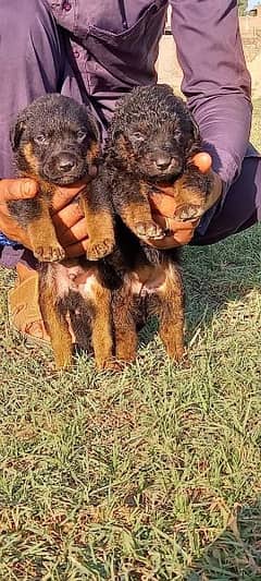 German shepherd pair | Long Coat Pair Puppies