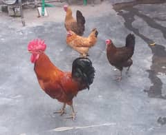 Egg laying hens for sale