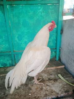 hera murga or lakhi madi rs 14000 or 7 chicks per peace 2000