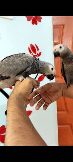 Mashallah 
African Congo gray parrot self baby's available