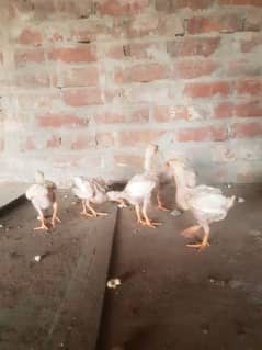 Heera Aseel chicks 0