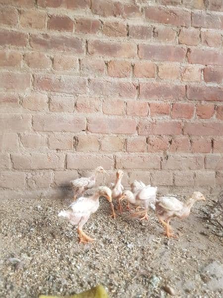 Heera Aseel chicks 2