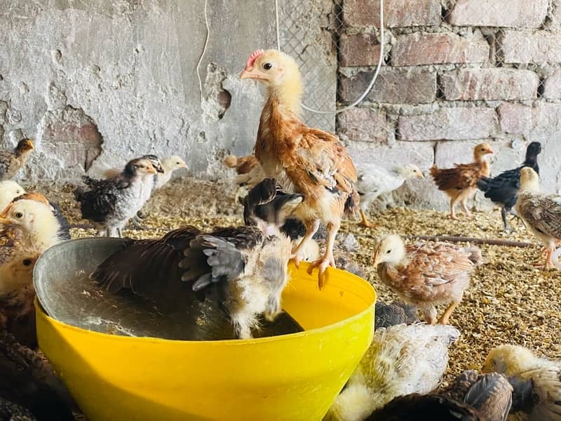 Golden/Silver Misri chicks  /Desi/egg laying hens/ murgi/pathi 7