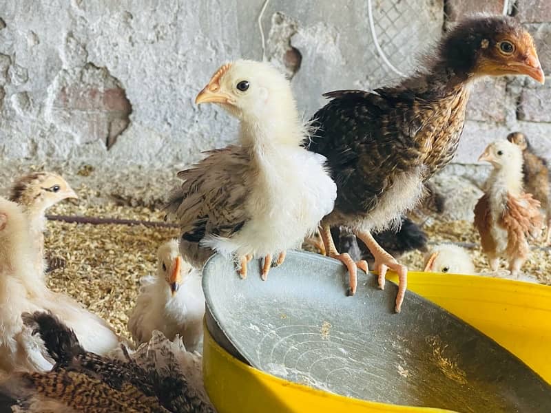 Golden/Silver Misri chicks  /Desi/egg laying hens/ murgi/pathi 8
