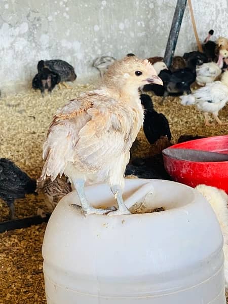 Golden/Silver Misri chicks  /Desi/egg laying hens/ murgi/pathi 11