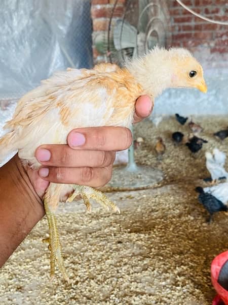 Golden/Silver Misri chicks  /Desi/egg laying hens/ murgi/pathi 13