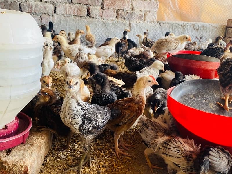 Golden/Silver Misri chicks  /Desi/egg laying hens/ murgi/pathi 14
