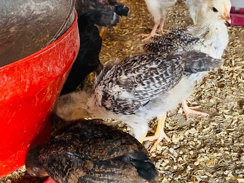 Golden/Silver Misri chicks  /Desi/egg laying hens/ murgi/pathi 16