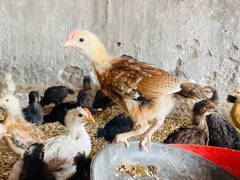 Golden/Silver Misri chicks  /Desi/egg laying hens/ murgi/pathi 18