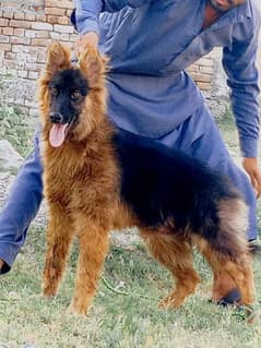 German Shepherd mail long goat 6 month for sale