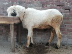 chtra for qurbani
