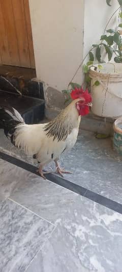 A breeder light sussex rooster for sale