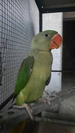 raw parrot(Alexander)-red shoulders - hand tame - self feed - healthy