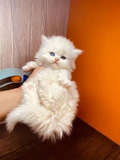 Persian triple coat cat