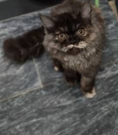 Cat For sale Persion 4 month age