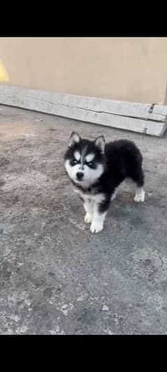 sibrean husky puppy