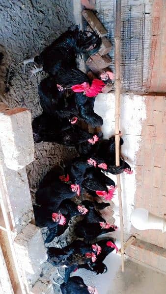 pure Australorp healthy active and vaccinated chicks available 11