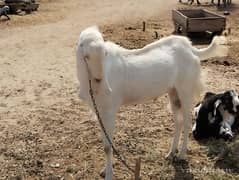 Rajanpuri Pure White Goat(Male) Bakra