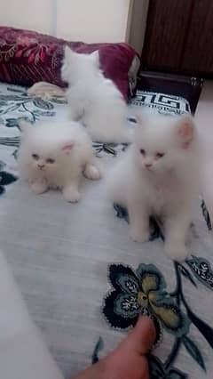 3 triple coat Persian kitten 1 month old