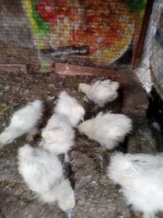 SILKIE chicks age 1 Month for sale