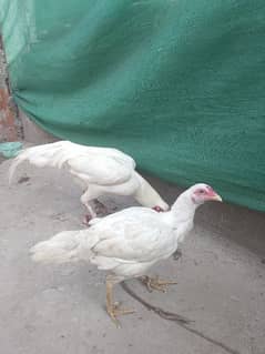 white pair for sale