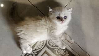 Kitten for sale male