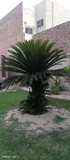 kanghi Palm