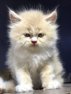 GIFT QUALITY CUTE Persian KITTENS AVAILABLE le CASH ON delivery