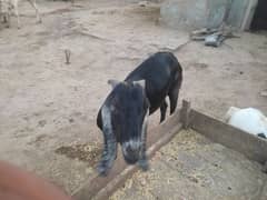 2 male goat for sale