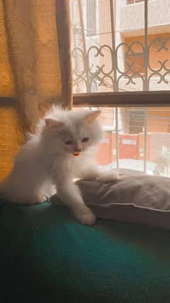 Persian kittens pair for sale