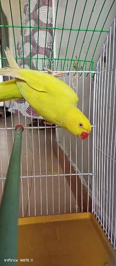 yellow ringneck buttercup male patha wild