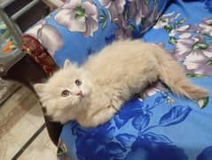 Persian Kitten | Triple Coat | Fawn | Female | 55 Days | 10k