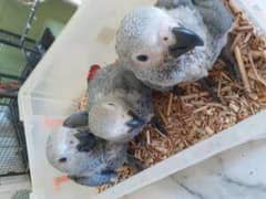 African grey parrot 03418561122